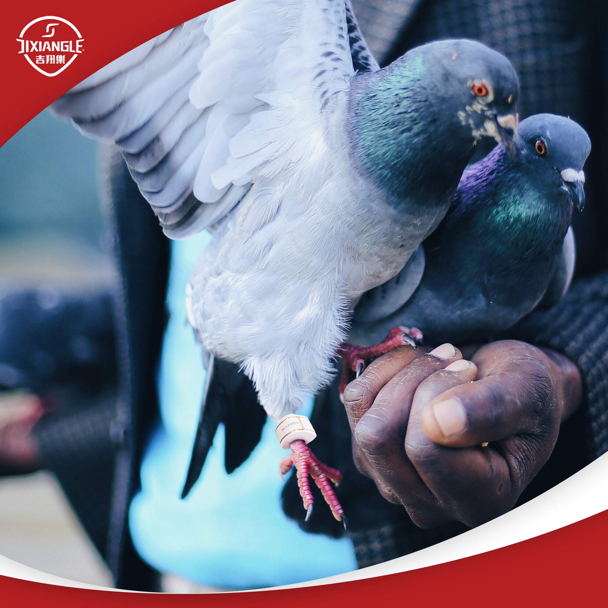 JIXIANGLE SKYLEADER Pigeon Racing GPS Tracker- Great and Accurate Accessories with Google map embeded/ Mutiple Languages, Pigeon Ring Size 11mm 5